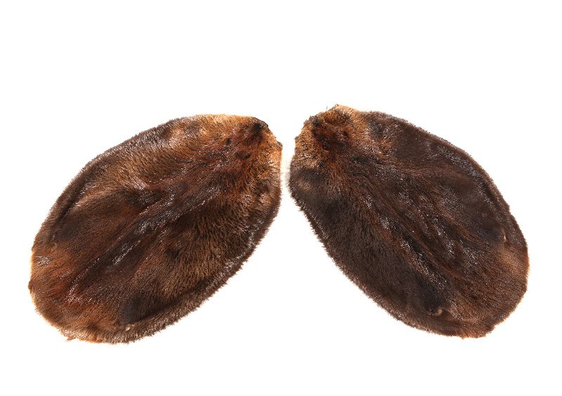 Two beaver pelts laid side by side with the fur showing.